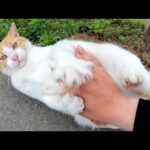 丸々と太った茶シロ猫のお腹を触ったら「調子に乗るニャ！」と怒られた(YouTube)