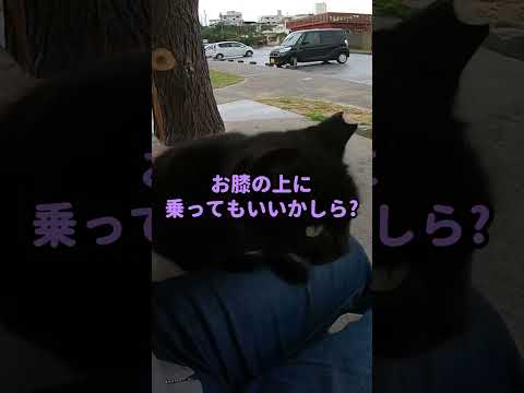 猫の集会所に集まっていた野良猫を撫で撫でしてたら子猫の黒猫ちゃんがモフられにきた #shorts(YouTube)
