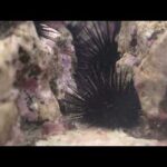 ムラサキウニ(YouTube)