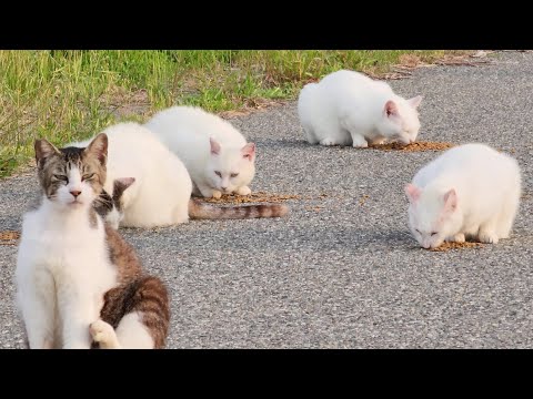 漁港に住む白猫軍団が大集合してウマそうにカリカリを食べる(YouTube)