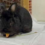 偏食うさぎの備忘録　その２(ブログ)