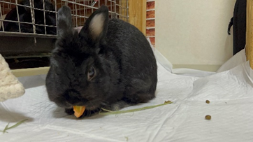偏食うさぎの備忘録　その２(ブログ)