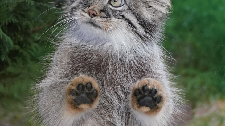 マヌルネコは何故かわいいのか？イエネコとの違いから生態や進化まで、知られざるマヌルネコの秘密に迫った図鑑が新登場(ブログ)