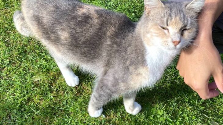 カメラレンズに猫の頭がすっぽり→前が見えないはずなのに離れないカメラマン、そこにはプロならではの機転を利かせた理由があった(ブログ)