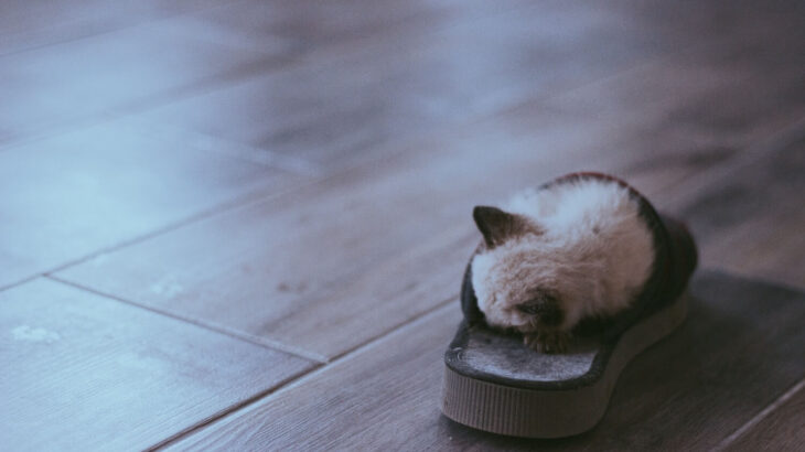 猫はなぜスリッパに魅了されるのか？飼い主さんが脱ぎ捨てたスリッパを回収→片足ずつ履く器用なサビ猫ちゃんが目撃される(ブログ)