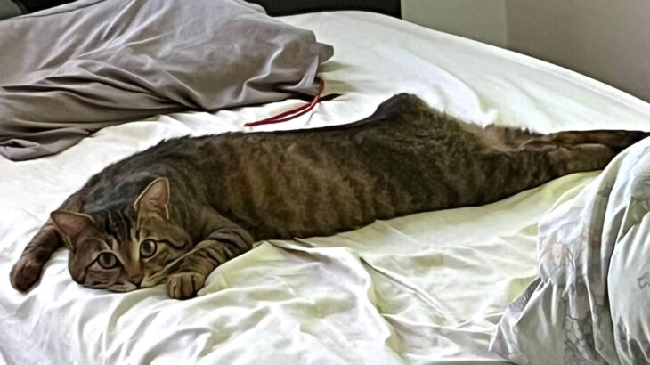ベッドのお布団を直そうとしたら…猫さんが「絶対にどかない」固い意志を表明→即座に理解した飼い主さんは撤退を強いられる(ブログ)