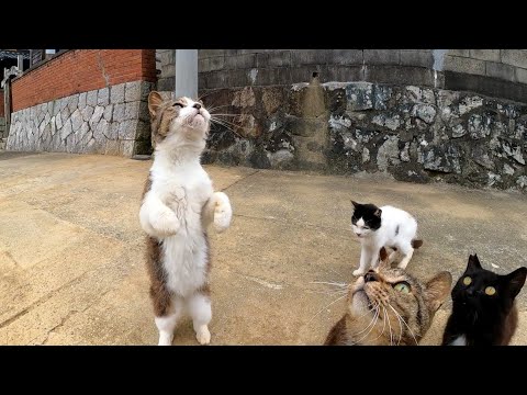 【今週の感動猫動画】今週撮った短い未公開動画まとめて公開-unreleased video of this week-2023/7/3w(YouTube)