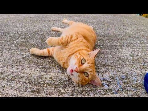 漁港の猫ちゃんがかわい過ぎる(YouTube)