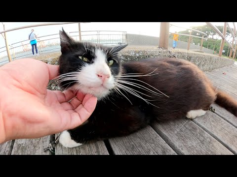 体は大きいけど恥ずかしがり屋なハチワレ猫ちゃんをモフる(YouTube)