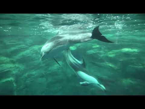タスマン海水槽 の カマイルカ (海遊館) 2021年10月1日(YouTube)