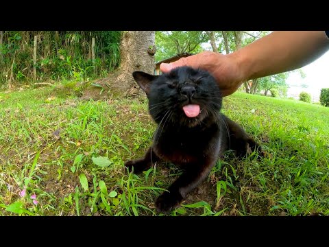 芝生の上にいた黒猫ちゃんベロを出してる(YouTube)