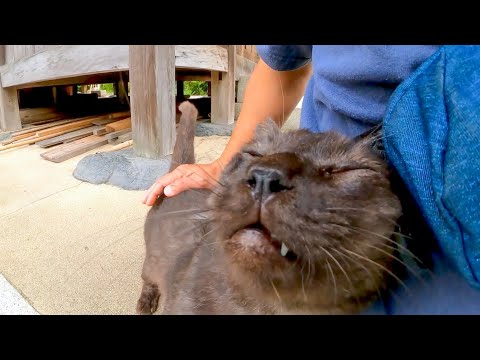 神社で座っていると猫が歩いてきて隣に座ってきた(YouTube)
