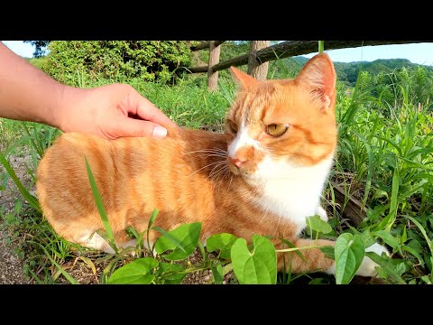 氾濫したダムで暮らす茶シロ猫が人見知りな猫達の無事を教えてくれた(YouTube)