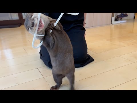飛んで飛んで踊ってまさぐるカワウソ Flying, flying, dancing and fumbling otter(YouTube)
