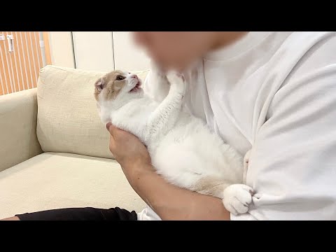 飼い主が突然チューしようとしてきたら子猫がこうなっちゃいました…(YouTube)