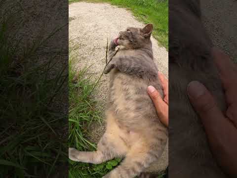 お腹を触るとガブッと攻撃してくるトトロ猫ちゃん(YouTube)