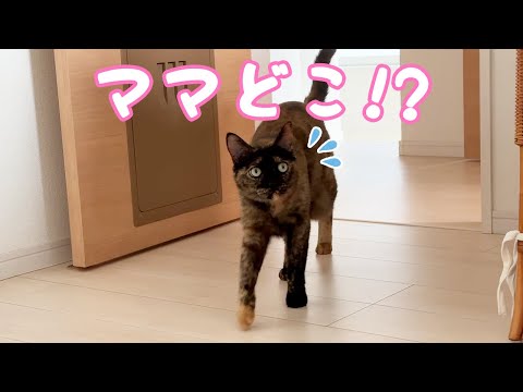 久々にかくれんぼしたら見つけるのに苦戦するサビ猫が可愛すぎる！！(YouTube)