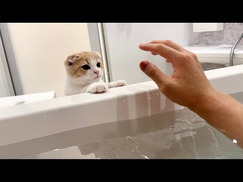 飼い主がお風呂で溺れてたら子猫がまさかのこうなりました…(YouTube)