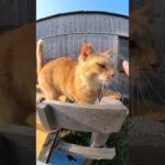 猫ハウスの上にのってナデナデを要求してくる茶トラ猫(YouTube)