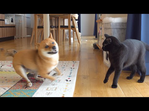 柴犬妹の癖の強い交流にドン引きする黒猫と柴犬兄。(YouTube)