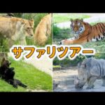 迫力満点のサファリツアーに行ってきました！【長崎バイオパーク×アドベンチャーワールド】(YouTube)