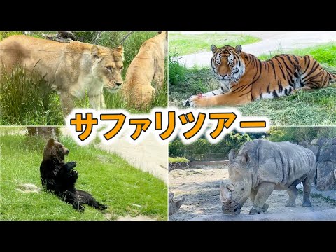 迫力満点のサファリツアーに行ってきました！【長崎バイオパーク×アドベンチャーワールド】(YouTube)