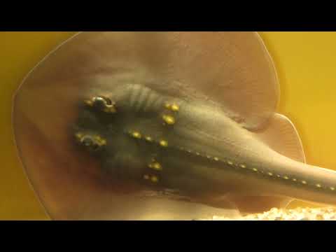 ウチワザメ の あかちゃん (四国水族館) 2021年8月4日(YouTube)