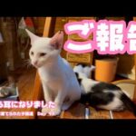 ご報告 さくら耳になったよ 生後3日で棄てられた子猫達 Day 99(YouTube)