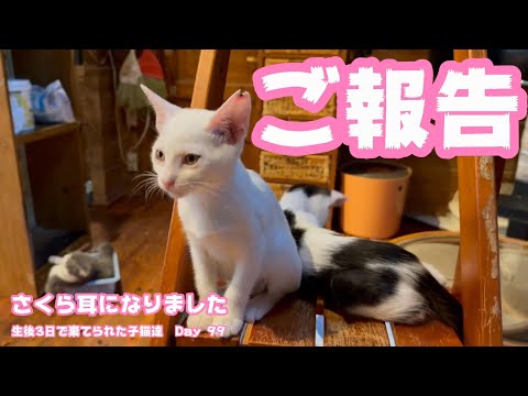 ご報告 さくら耳になったよ 生後3日で棄てられた子猫達 Day 99(YouTube)