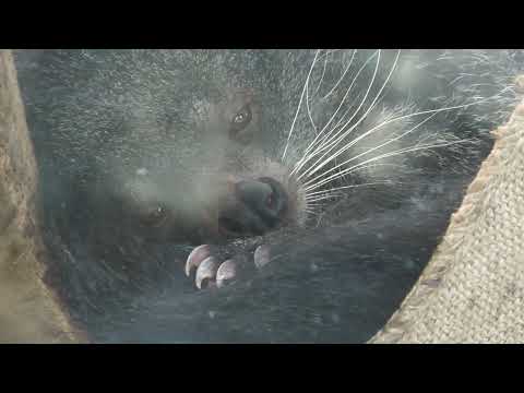 ビントロング (王子動物園) 2021年10月14日(YouTube)