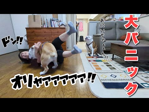 出会って5秒で…愛するバァバへ猛タックルかますブルドッグゥゥゥゥ！！！(YouTube)