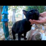 広場にいた黒猫ちゃん、撫でると大音量でゴロゴロ喜んでカワイイ(YouTube)