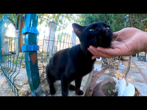 広場にいた黒猫ちゃん、撫でると大音量でゴロゴロ喜んでカワイイ(YouTube)