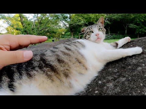 人間の手が届かない大きな岩で体を伸ばしてリラックスする猫(YouTube)