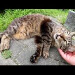 久し振りに会った猫達に警戒されたが、すぐに思い出して甘えてきた(YouTube)