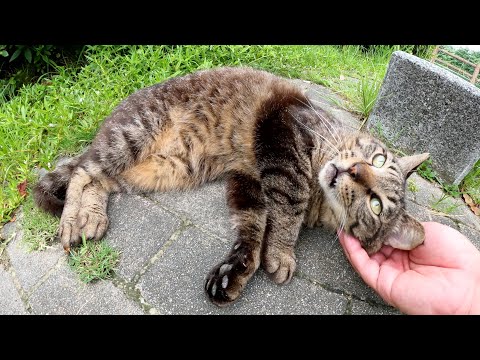 久し振りに会った猫達に警戒されたが、すぐに思い出して甘えてきた(YouTube)