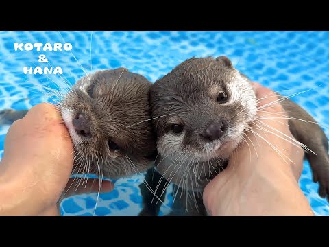 しゃべりながらプールで同時攻撃しかけてくるカワウソ　Otters Ambush Me in the Pool with Different Attack Styles!(YouTube)
