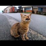 港にいた猫ちゃん、ベロを戻し忘れていてカワイイ(YouTube)