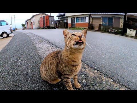 港にいた猫ちゃん、ベロを戻し忘れていてカワイイ(YouTube)