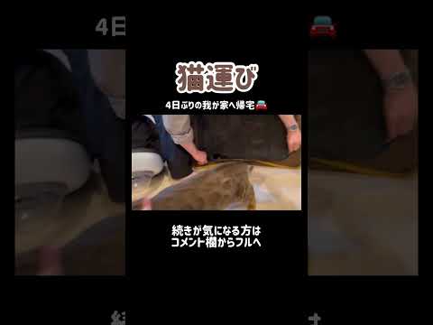 猫を車から降ろしたら強烈猫パンチ喰らった👊 #shorts(YouTube)
