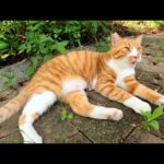 可愛い茶シロ猫が足の周りをグルっと回って挨拶してくれた(YouTube)