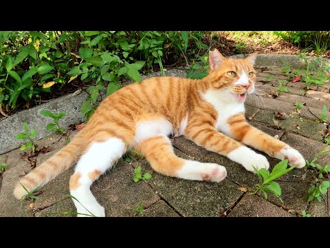 可愛い茶シロ猫が足の周りをグルっと回って挨拶してくれた(YouTube)