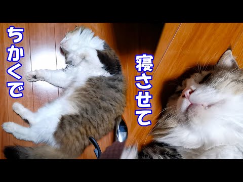 動画編集中も足元から離れない甘えんぼっちゃんです(YouTube)
