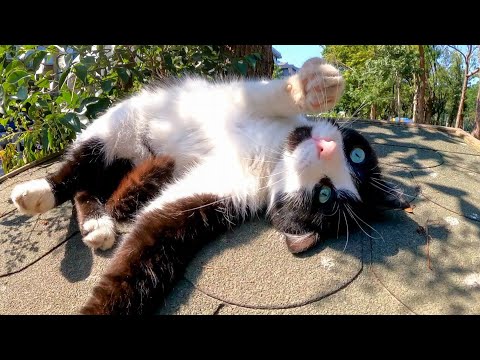公園の猫ハウスの上にいたハチワレ猫を撫でる(YouTube)