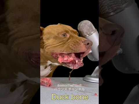 アヒルの骨をうまそうに食べるピットブル #asmr(YouTube)