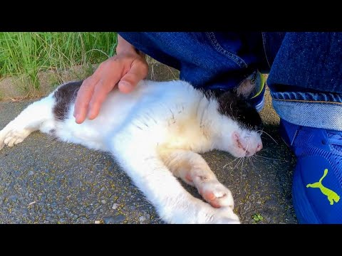牛みたいな猫が頭突きしてきた(YouTube)