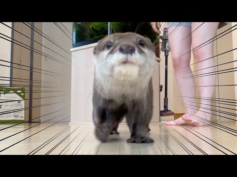 朝起きたらまずは家宅捜索から始まるモーニングカワウソ Otter search the house first thing in the morning when they wake up(YouTube)