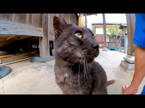 夕方神社に寄ってみたら境内にいた猫がゴロゴロ懐いてきた(YouTube)
