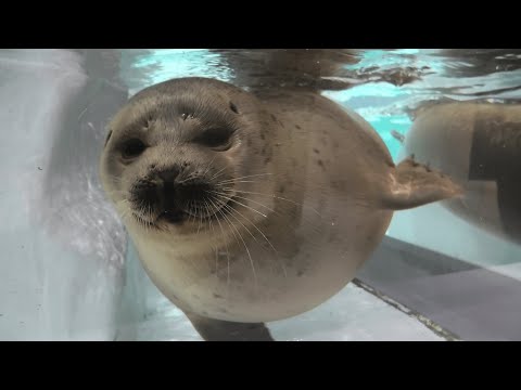 生後半年の ワモンアザラシ『ミゾレ』 (海遊館) 2021年10月1日(YouTube)