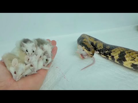 ものすごい瞬発力でマウスを捕食していくヘビ(YouTube)